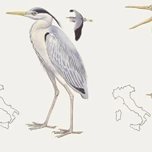 Zoology: Birds, Grey heron (Ardea cinerea) and Purple heron (Ardea purpurea), illustration