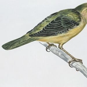 Zoology: Birds, Melodious Warbler (Hippolais polyglotta), illustration
