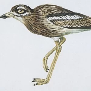 Zoology: Birds, Rock Sparrow, (Petronia petronia), illustration