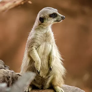 Close Up of a Meerkat in South Africa