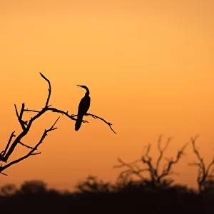 Cormorant in a tree silhouetted against orange sunset sky