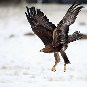 Golden Eagle, (Aquila chrysaetos)