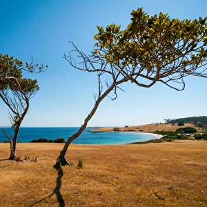 Lonely Trees on Maria Island