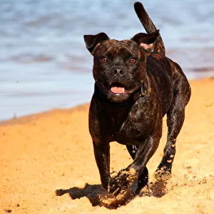 Pit bull on the beach
