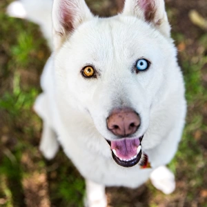 White Siberian Husky dog with different color eyes