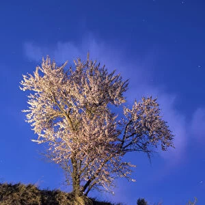 Almond-tree in flower with crepuscular light