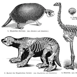 Animal skeletons engraving 1895