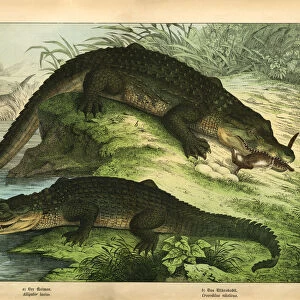Antique chromo-lithograph with Crocodile and Alligator, Kirbys Natural History of