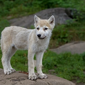 Arctic wolf pup