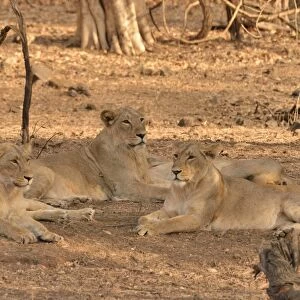 Asiatic Lions -Panthera leo persica-, Gir Forest National Park, Gir Sanctuary, Gujarat, India