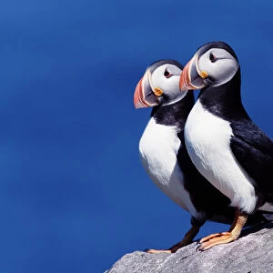 Two atlantic puffins (Fratercula arctica) on cliff