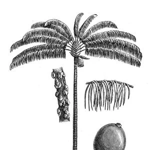 Bacaba or palma milpesos or just milpesos (oenocarpus distichus)