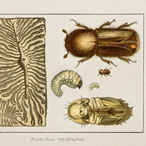 Bark Beetle Bostrichus typographus insect illustration 1897