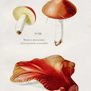 Beefsteak mushroom 1891