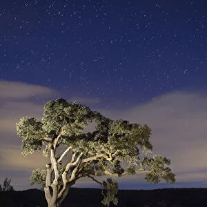 Big tree in the mountain a night of stars