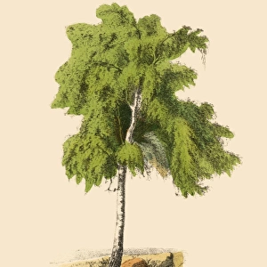 Birch Tree or Betula, Victorian Botanical Illustration