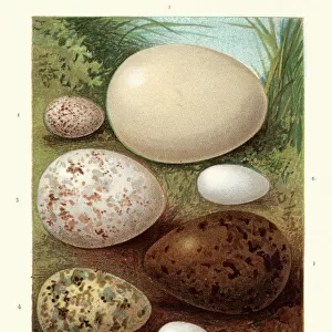 Birds eggs, Wagtail, Heron, Woodcock, Swift, Gull, Snipe Chiff-chaff, Martin