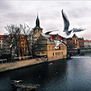 Birds flying in Prague