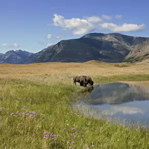 Bison Drinking From A Small Mountain Lake With Wildflowers In The Meadow