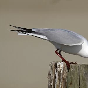 Black-headed Gull -Larus ridibundus-, male perched on rotting fence post, submissive posture, Camarque, France, Europe