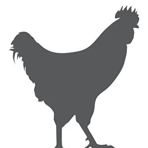 Black and white digital illustration of domestic Chicken (Gallus gallus domesticus)