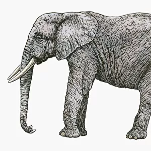 Black and white illustration of African Elephant (Loxodonta africana)