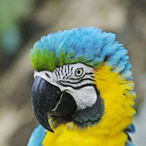Blue-and-Yellow Macaw or Blue-and-Gold-Macaw -Ara ararauna-, Antioquia, Colombia, South America, Latin America