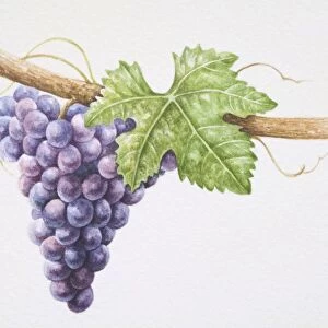 Bunch of purple Sangiovese grapes on vine