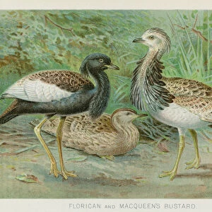 Bustard and Florican chromolithograph 1896