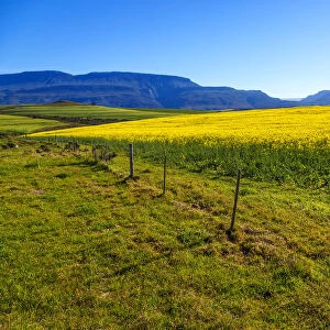 Canola and Wheat fields in the early Spring with the bold yellow colors of canola offset by the emerald green of the wheat, Swellendam, Western Cape Province, South Africa