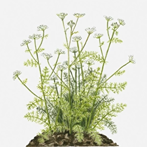 Carum carvi (Caraway) with small white flowers and feathery green leaves on tall stems