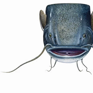 Catfish (Silurus glanis), head showing very long barbels on upper and lower jaw