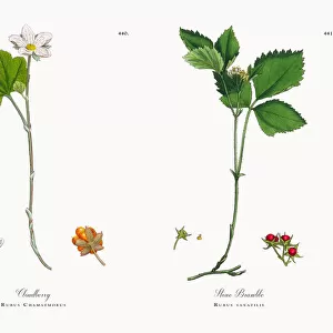Cloudberry, Rubus Chamaemorus, Victorian Botanical Illustration, 1863