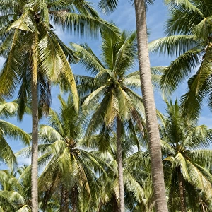 Coconut Palms -Cocos nucifera- on a plantation, coconut cultivation, Khao Lak, Phang Nga Province, Thailand