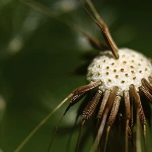 Common Dandelion -Taraxacum officinale-, blowball, head with individual seeds