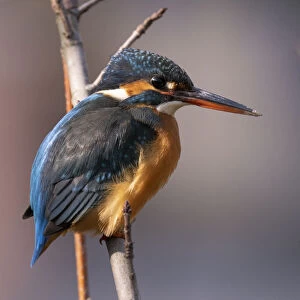 Common Kingfisher Male on a branch