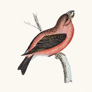 Crossbill bird