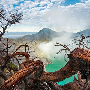 The dead branches and Ijen crater