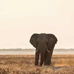 Elephant walking over the dry grasslands, African Elephant -Loxodonta africana-, Etosha National Park, Namibia