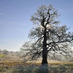 English oak, pedunculate oak -Quercus robur-, winter landscape with hoar-frost, Swabian Alps, Baden-Wuerttemberg, Germany, Europe