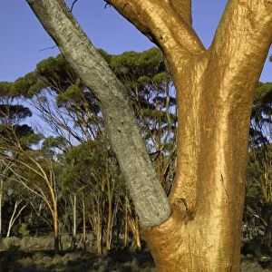 Eucalyptus salubris trees in evening, Australia