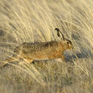 European Hare -Lepus europaeus-, running in the tall marram grass, Dunes of Texel National Park, Texel, West Frisian Islands, province of North Holland, Netherlands