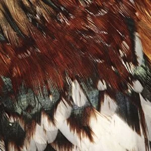 Extreme Close-up of the Feathers of a Rooster (Gallus gallus domesticus)