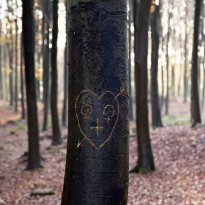 Female symbol in love heart on a tree