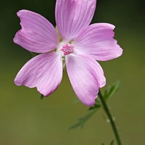 Flowering Musk-Mallow -Malva moschata-, medicinal plant