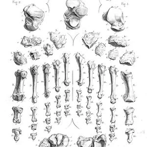 Foot bones anatomy engraving 1866