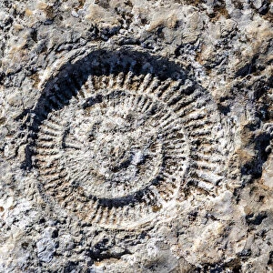 Fossil of ammonites outdoors in nature