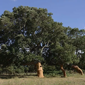Freshly peeled Cork Oaks -Quercus suber-, Aglientu, Sardinia, Italy