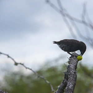 Galapagos Ground-Finch