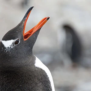 Gentoo Penguin -Pygoscelis papua- calling, portrait, Cuverville Island, Antarctic Peninsula, Antarctica